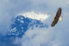 Opening through the clouds, bald eagle flying, Washington State Art Print
